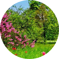 امي البغدادي