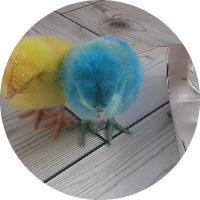 سامية سعدود